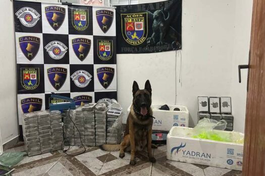 Cão farejador do Baep ajuda PM a encontrar mais de 100 tabletes de cocaína