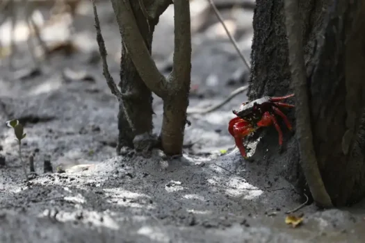 24% das espécies aquáticas estão ameaçadas de extinção no Brasil