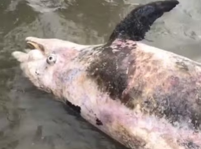 Golfinho é encontrado morto na Praia das Gaivotas em Itanhaém