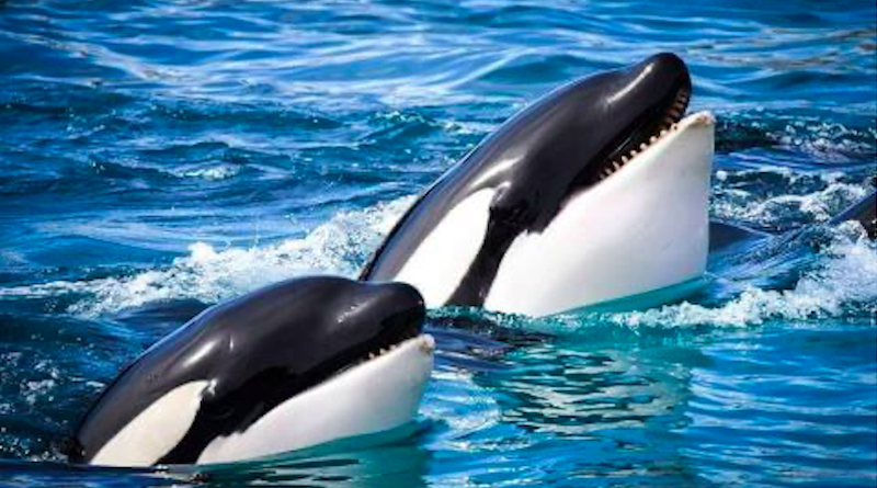 maior-parque-aquatico-da-europa-anuncia-fechamento-em-janeiro-de-2025-foto-marineland-de-antibes-divulgacao