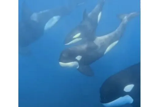 Orcas em Ilhabela: Avistamentos Aumentam e Mobilizam Turistas e Cientistas