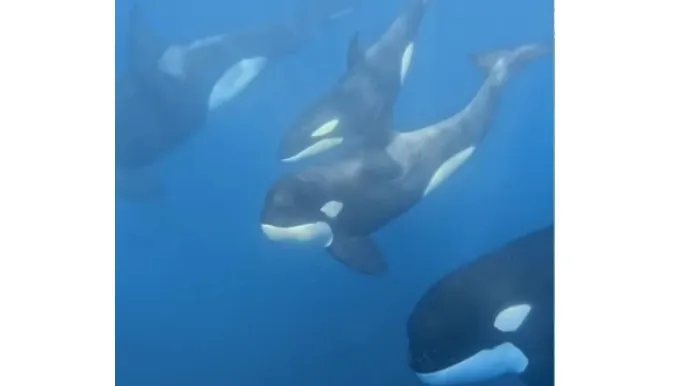 orcas