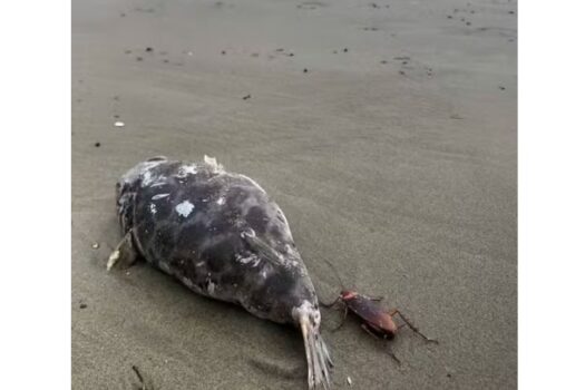 Turista encontra diversas baratas e peixes mortos em Praia Grande (SP) 