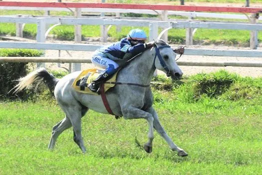 Grande Prêmio Nacional do Cavalo Árabe acontece neste sábado