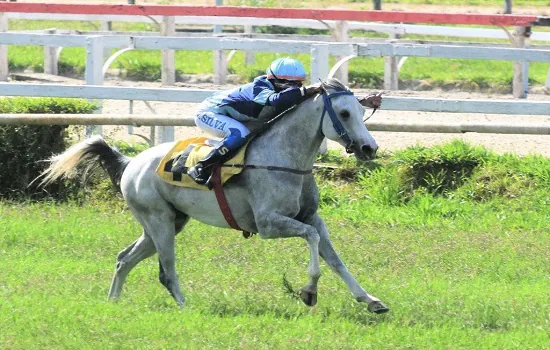 Grande Prêmio Nacional do Cavalo Árabe acontece neste sábado