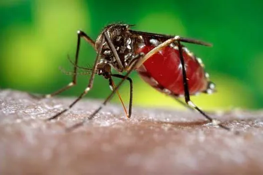 Vacina contra dengue atrasa e fica para 2019