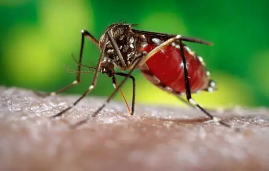 Vacina contra dengue atrasa e fica para 2019