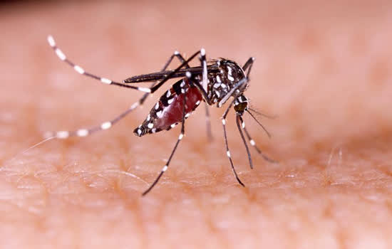 Diadema intensifica ações na Semana Estadual de Mobilização Social contra o Aedes aegypti