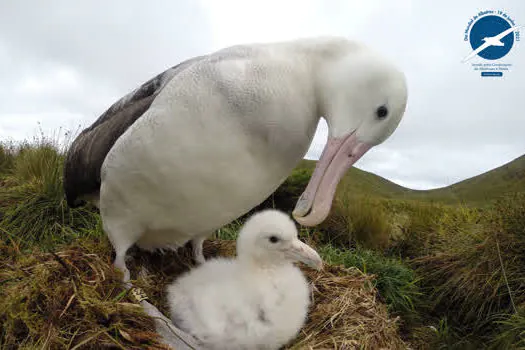 Dia Mundial do Albatroz: Garantindo pescarias compatíveis com a conservação dos albatrozes