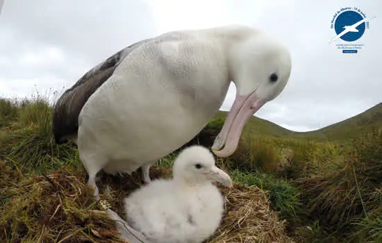 Dia Mundial do Albatroz: Garantindo pescarias compatíveis com a conservação dos albatrozes