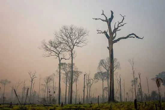 Queimadas dobram no Cerrado e diminuem 19