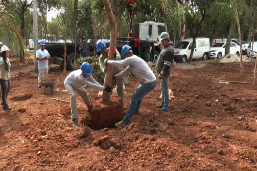 Prefeitura de SP cria oito miniflorestas urbanas e recupera fauna e flora