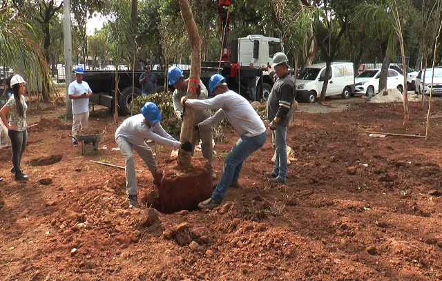 Prefeitura de SP cria oito miniflorestas urbanas e recupera fauna e flora