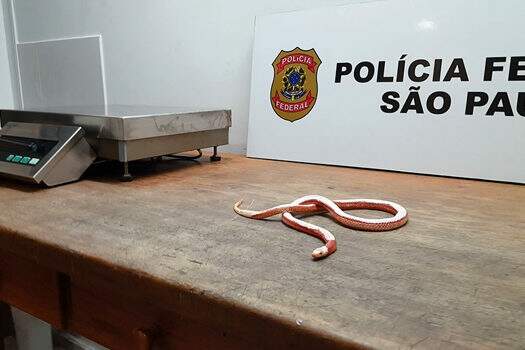 Cobras e lagartos no aeroporto de Guarulhos