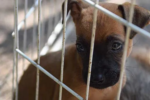 Feira em Diadema estimula adoção de cães e gatos