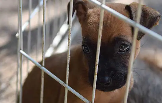 Feira em Diadema estimula adoção de cães e gatos