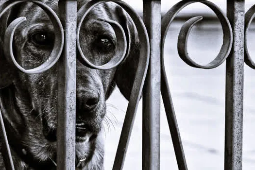 Cão Cidadão é a foto vencedora do 9º Salão Nacional de Arte Fotográfica