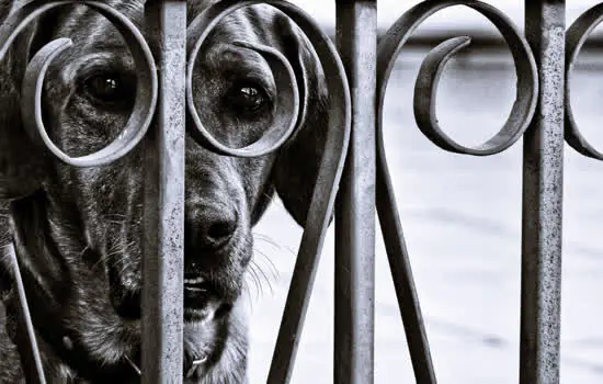 Cão Cidadão é a foto vencedora do 9º Salão Nacional de Arte Fotográfica