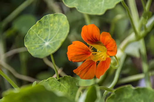 Parque Escola tem curso sobre plantas comestíveis não convencionais