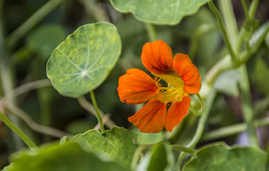 Parque Escola tem curso sobre plantas comestíveis não convencionais