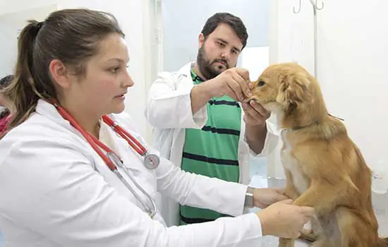 Mauá cria Conselho Municipal de Proteção e Defesa dos Animais