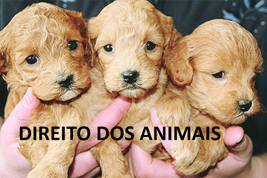 Direito dos animais poderá ser matéria escolar em São Caetano