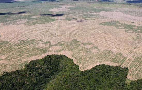 87 empresas cobram País sobre desmate na Amazônia