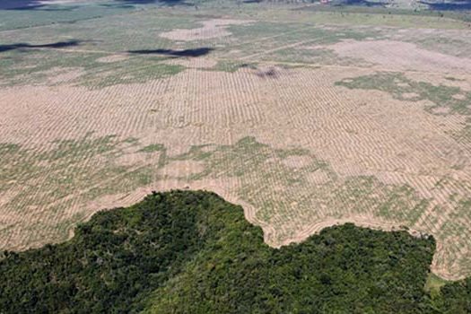 Em 18 anos, Brasil perdeu área verde equivalente a 2 vezes o estado de São Paulo_x000D_