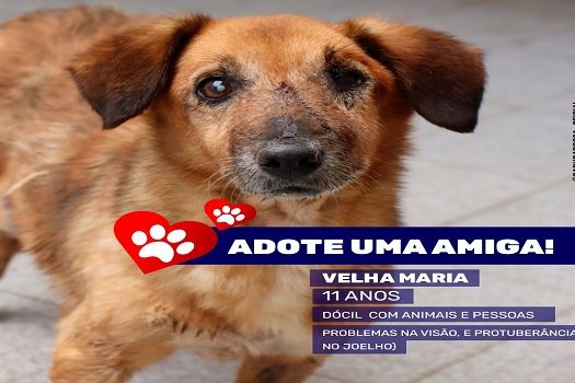 Praia Grande recebe Evento de Adoção de Animais neste sábado (14)