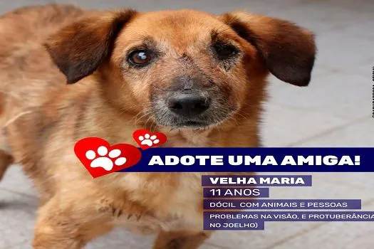 Praia Grande recebe Evento de Adoção de Animais neste sábado (14)