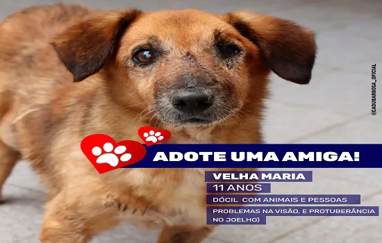 Praia Grande recebe Evento de Adoção de Animais neste sábado (14)