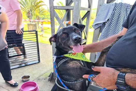 Feira “Eu amo, eu adoto” garante lar para 45 animais em Santo André