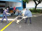Canil da GCM de Diadema realiza workshop de adestramento de cães
