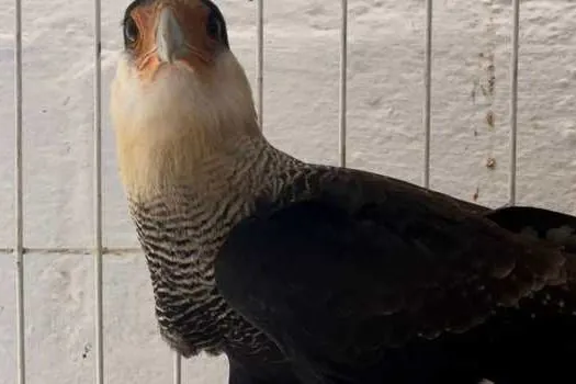 Recuperado, Gavião Caracará volta à natureza em Ribeirão Pires