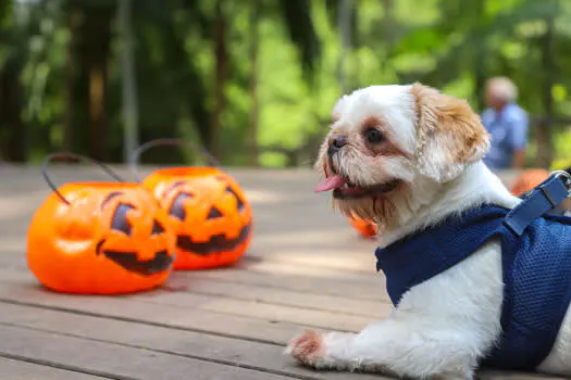 Parque Celso Daniel recebe Cãominhada de Halloween neste sábado