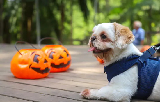 Parque Celso Daniel recebe Cãominhada de Halloween neste sábado