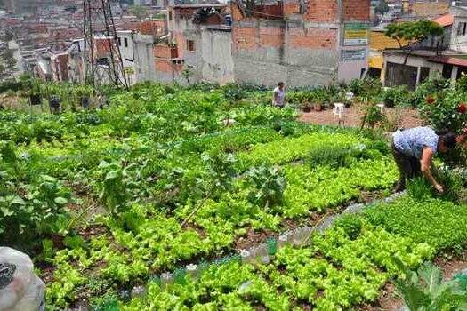 Projeto incentiva criação de hortas urbanas comunitárias em mais de 3 mil condomínios