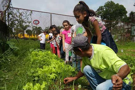 Hortas orgânicas são destaque em escolas de Mauá