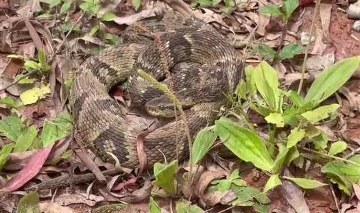 Zoonoses de Ribeirão Pires alerta para procedimentos após picada de cobra