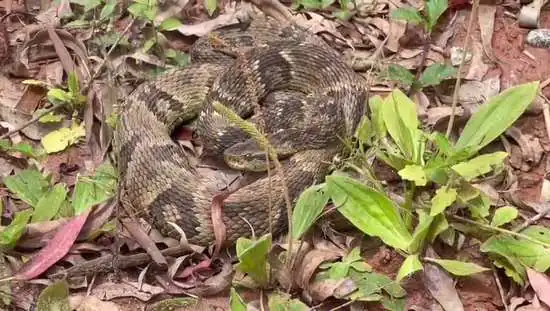 Zoonoses de Ribeirão Pires alerta para procedimentos após picada de cobra