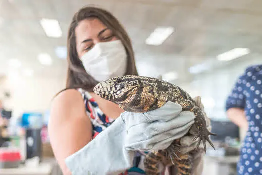 Equipe de bem-estar animal de Santo André resgata lagarto no Camilópólis