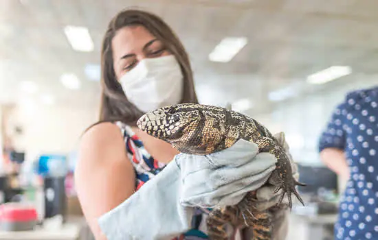 Equipe de bem-estar animal de Santo André resgata lagarto no Camilópólis