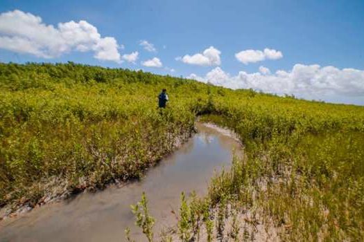 Projeto socioambiental apresenta resultados nos manguezais da Amazônia
