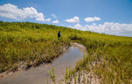 Projeto socioambiental apresenta resultados nos manguezais da Amazônia