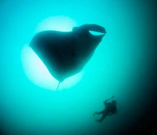 Casa das Caldeiras recebe grande Oceanário durante a Jornada do Patrimônio 2019