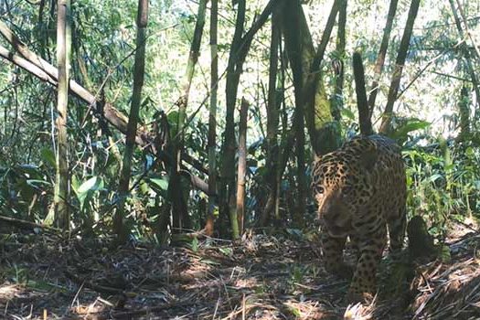 Mamíferos ameaçados de extinção na Mata Atlântica ganham ajuda de projeto de monitoramento