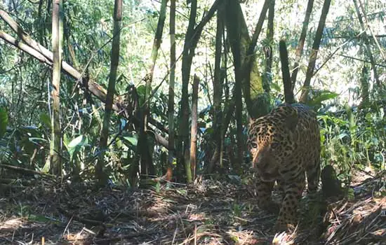 Mamíferos ameaçados de extinção na Mata Atlântica ganham ajuda de projeto de monitoramento