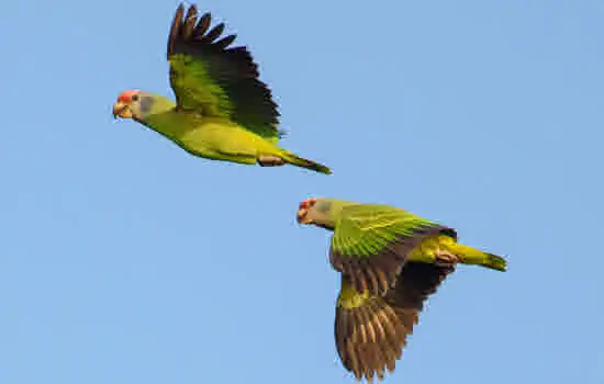 Dez aves para observar no seu próximo passeio