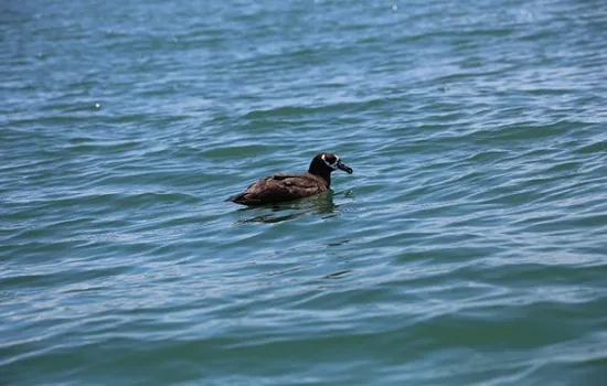 Projeto de Monitoramento de Praias da Bacia de Santos