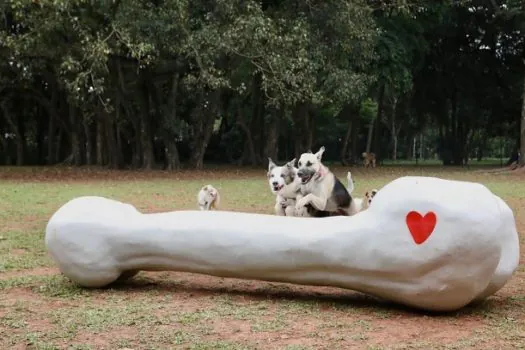 Petlove promove Festa no Quintal para quem deseja curtir o feriado ao lado de seu cão